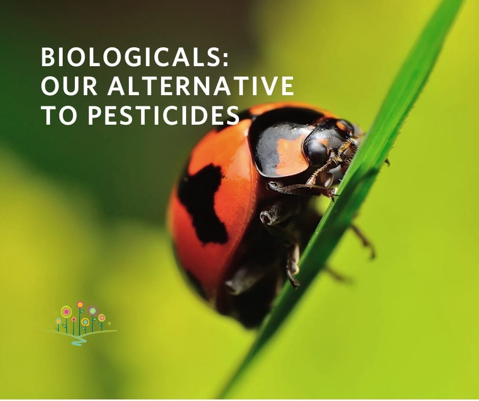 Biologicals_ Our Alternative to Pesticides_blog