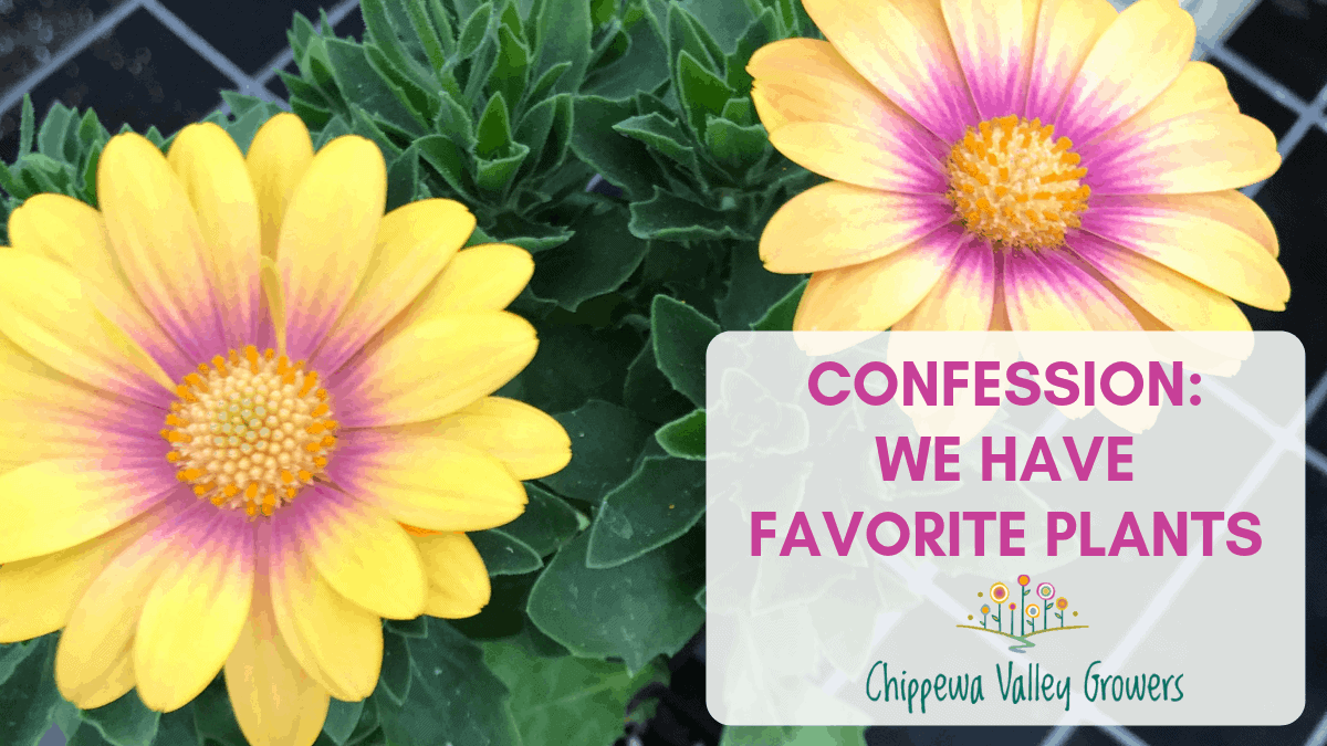 CVG - Staff Favorite Plants