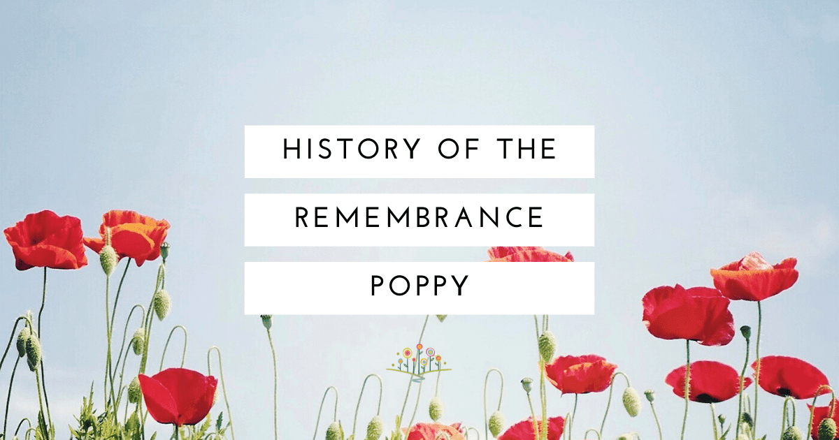 Poppy_blog