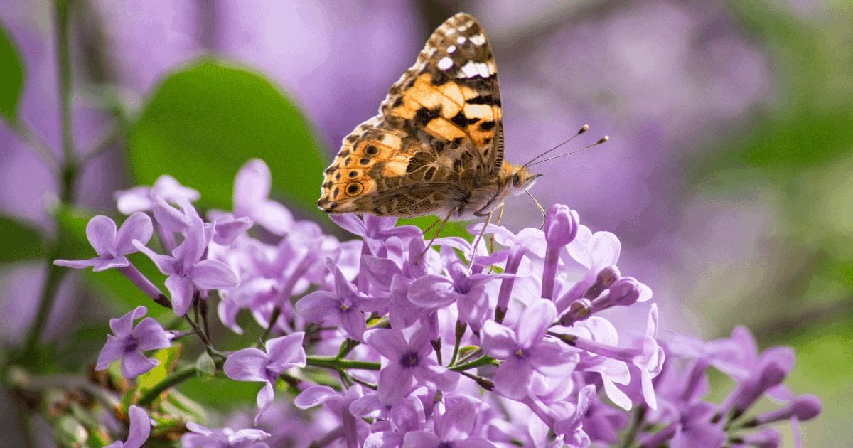 Chippewa Valley Growers Planting for Wildlife