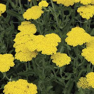 achillea-moonshine-4-5