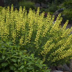 baptisia-american-goldfinch-1