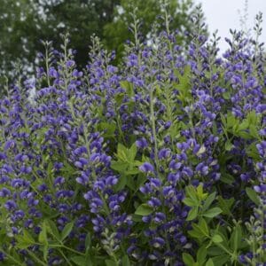 Baptisia Decadence Blueberry Sundae #2PW - Image 3