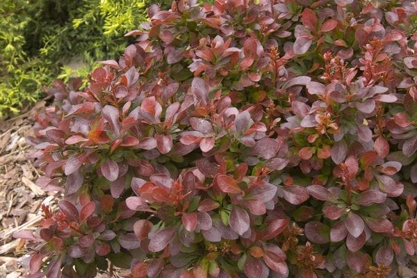 Barberry Berberis First Editions® Cabernet® #2 Tru