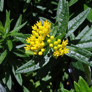 Asclepias (Butterfly Weed) Hello Yellow 4.5"
