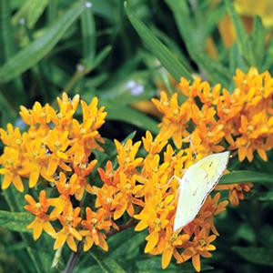 Asclepias (Butterfly Weed) Butterfly Flower 4.5"