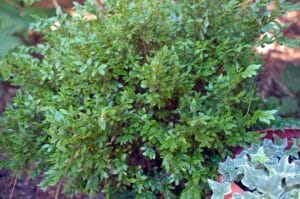 Chicagoland Green Boxwood #2 True