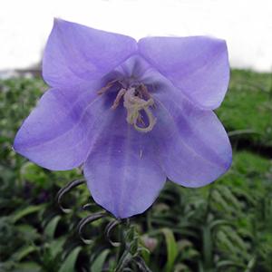 campanula-takion-blue-4-5