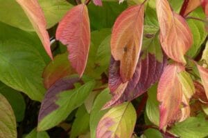 Cornus Dogwood Neon Burst #3 - Image 3