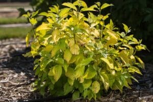 Cornus Dogwood Neon Burst #3