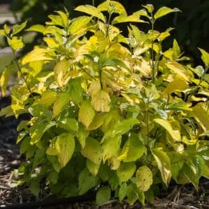 cornus-dogwood-neon-burst-3