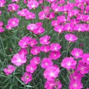 dianthus-firewitch-1