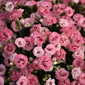 Dianthus Cute as a Button #1