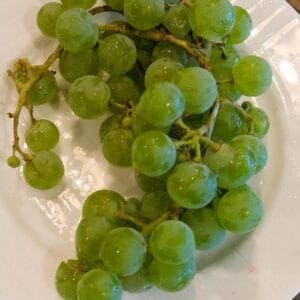 grape-edelweiss-green-1