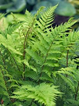Fern' Lady in Red' #1