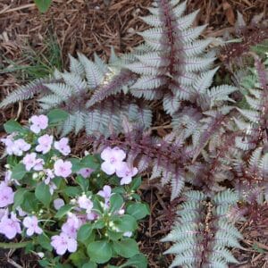 fern-regal-red-1