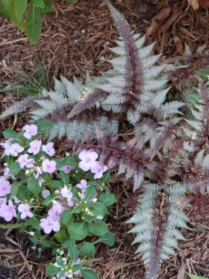 Fern Regal Red #1