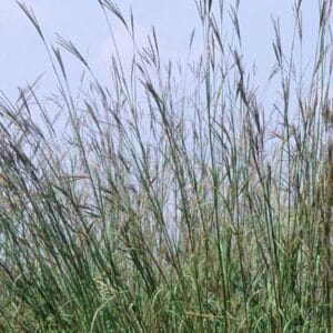 grass-big-bluestem-1