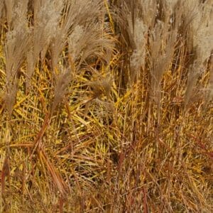 grass-graziella-japanese-silver-1