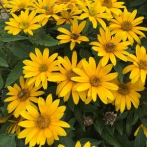 heliopsis-false-sunflower-tuscan-gold-1