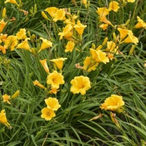 Hemerocallis 'Day Lily' Stella De Oro #1