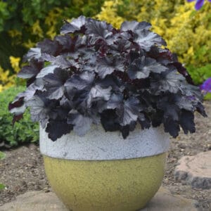 heuchera-black-pearl-1