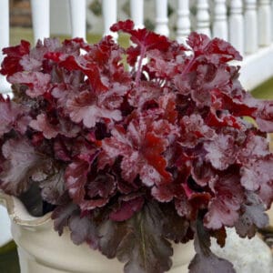 heuchera-cherry-truffles-1pw