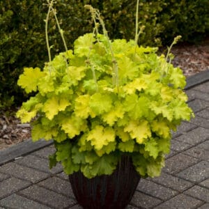 heuchera-lemon-love-1