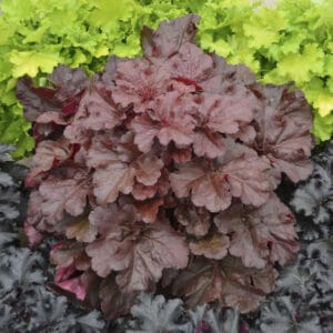 heuchera-mahogany-monster-1pw