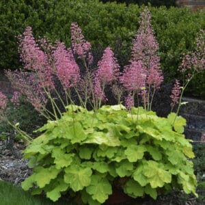 heuchera-pretty-pistachio-1