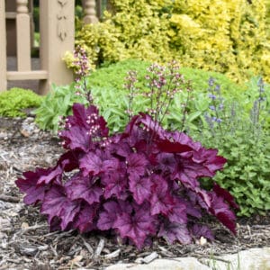 heuchera-coral-bells-wild-rose-1