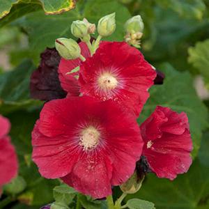 Hollyhock Spotlight Mars Magic 4.5"