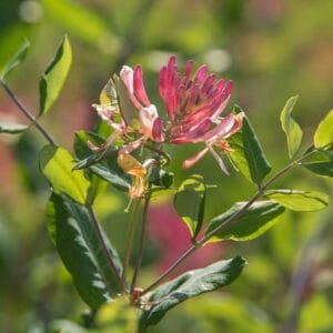 lonicera-goldflame-honeysuckle-vine-2-true