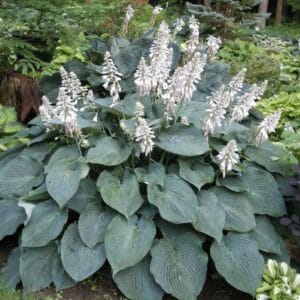 hosta-blue-angel-giant-1