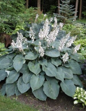 Hosta Blue Angel #1 True