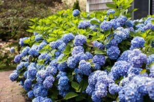 Hydrangea Endless Summer® Original #2 True