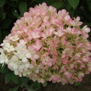 hydrangea-bobo-2-true