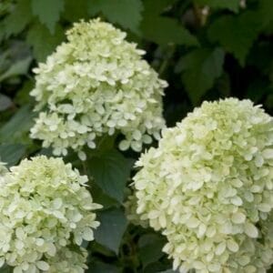 hydrangea-little-lime-1