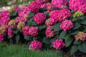 Hydrangea Endless Summer® Summer Crush® #2 True