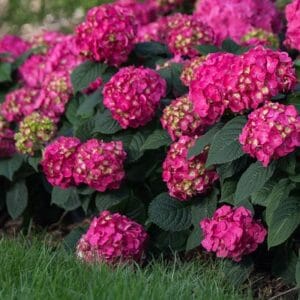 hydrangea-endless-summer-summer-crush-2