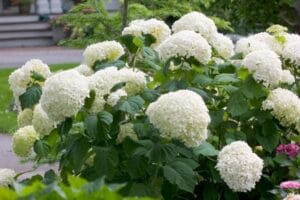 Hydrangea Incrediball® #2 True