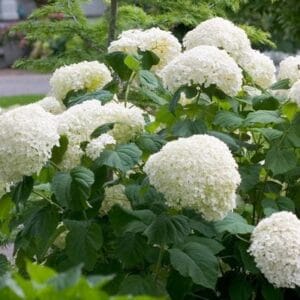 hydrangea-incrediball-2