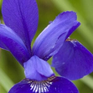 iris-siberian-caesars-brother-1