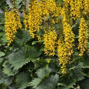 ligularia-bottle-rocket-1