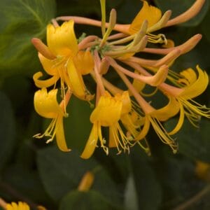 vine-honeysuckle-mandarin-1