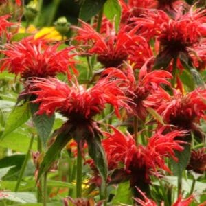 monarda-jacob-cline-1