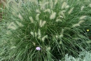 Grass Hameln Dwarf Fountain #1