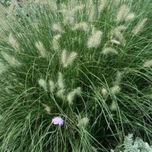 grass-hameln-dwarf-fountain-1