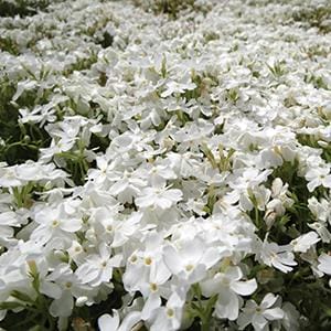 phlox-white-delight-4-5