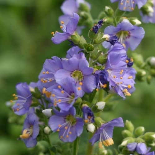 Polemonium (Jacob's Ladder) Heavenly Habit #1